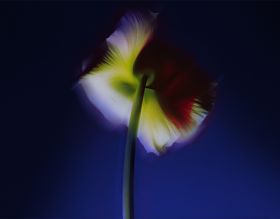 White flower with green and red accents flows against a purple background