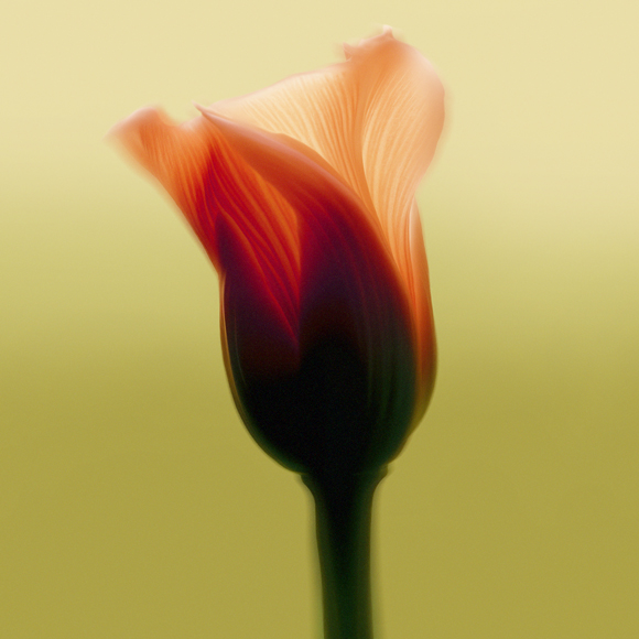 A deep green background with  a rounded orange tulip floating in the foreground