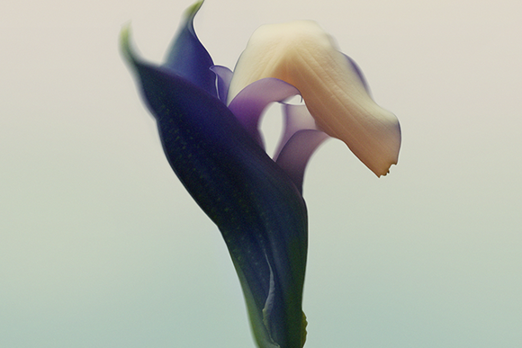 An AI-generated image of an iris flower, it it has purple and cream petals.