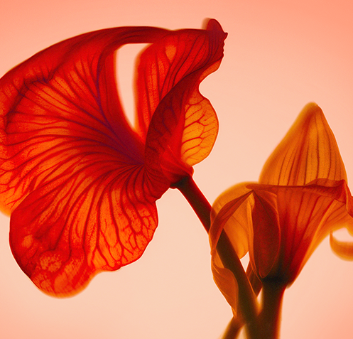 An AI-generated image of two red flowers