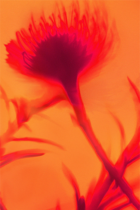 Red and orange light shadow images of flowers