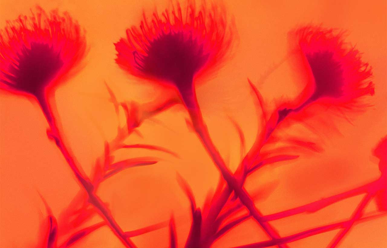 Red and orange light shadow images of flowers