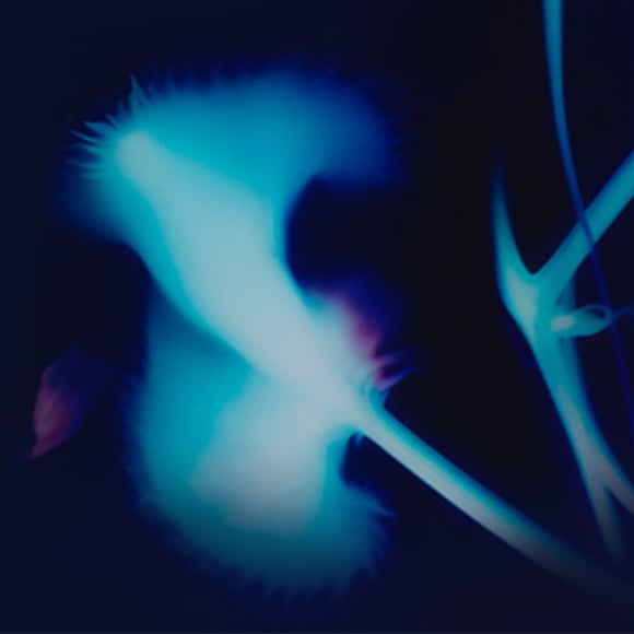 Light imagery of a light blue flower outline with a dark blue background