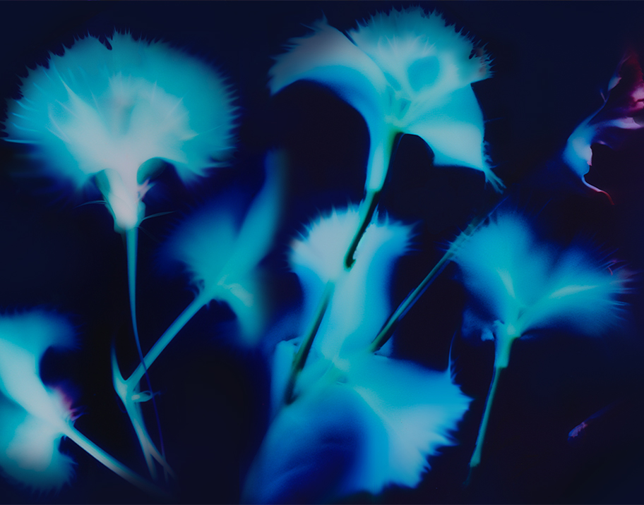 Light imagery of a light blue flower outline with a dark blue background